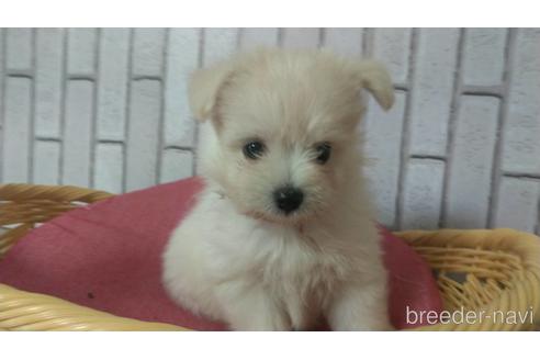 成約済の岡山県のミックス犬-139379